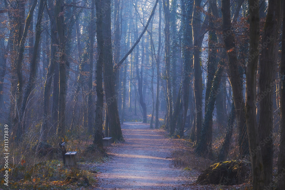 Dreamy forest with a path and benches in a fog during winter in park Maksimir, Zagreb