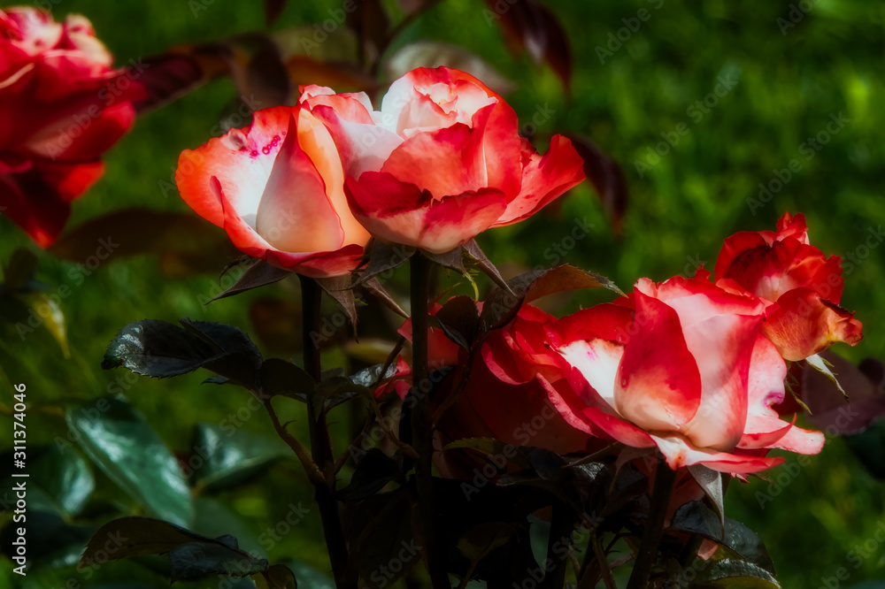 red rose in garden