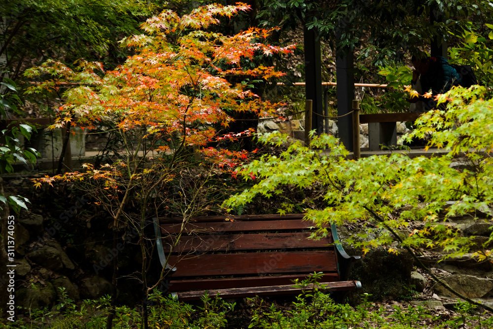 ベンチのある秋の風景・明治の森箕面国定公園 ベンチのある秋の風景・明治の森箕面国定公園