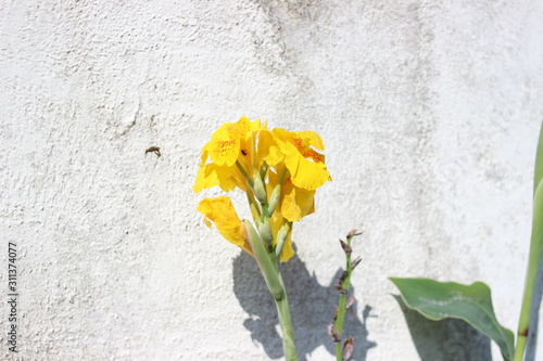 Flor amarela com abelhas