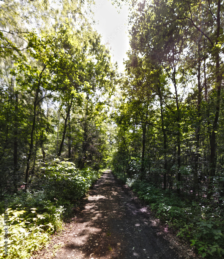 Brenizer Method panoramas in the forest Brenizer Method panoramas in the forest