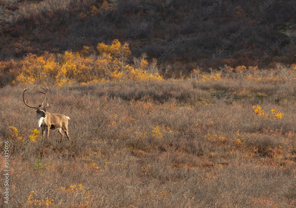 Obraz premium Barren Ground Caribou Bull in Autumn in Alaska