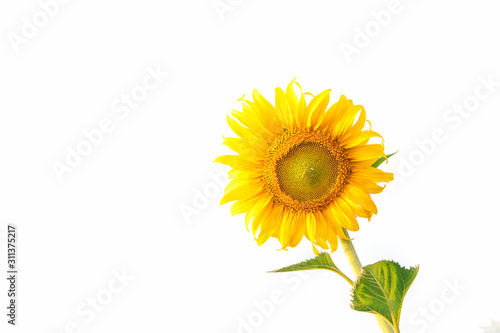 Sunflowers bloom on white backgrounds. clipping path