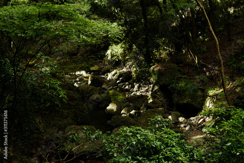森を流れる小川 © satoru