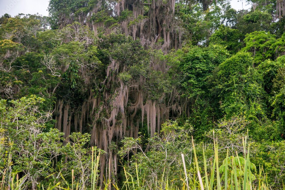 Spanish moss photographed in Linhares, Espirito Santo. Southeast of Brazil. Atlantic Forest Biome. Picture made in 2014. Spanish moss photographed in Linhares, Espirito Santo. Southeast of Brazil. Atlantic Forest Biome. Picture made in 2014.