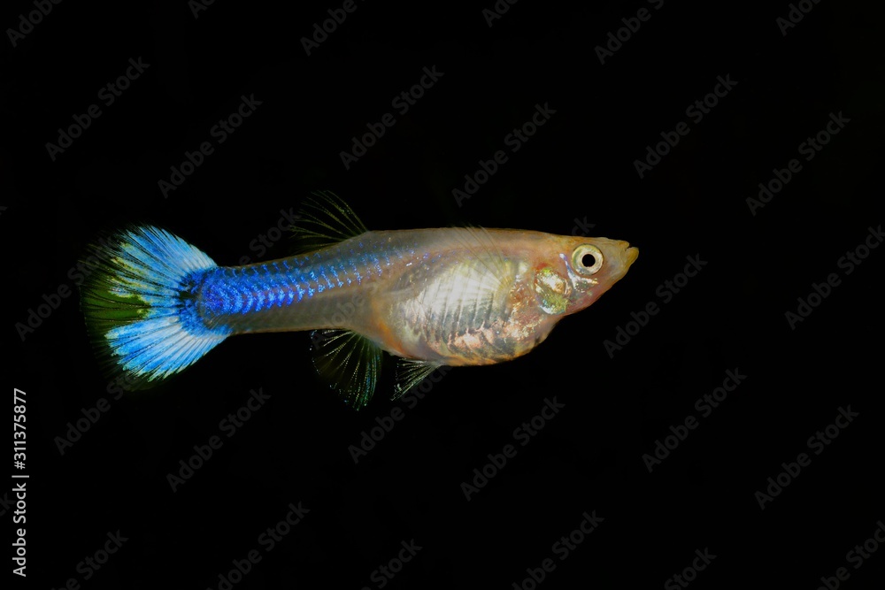 Guppy, Poecilia reticulata White Snow isolated on black background Guppy, Poecilia reticulata White Snow isolated on black background