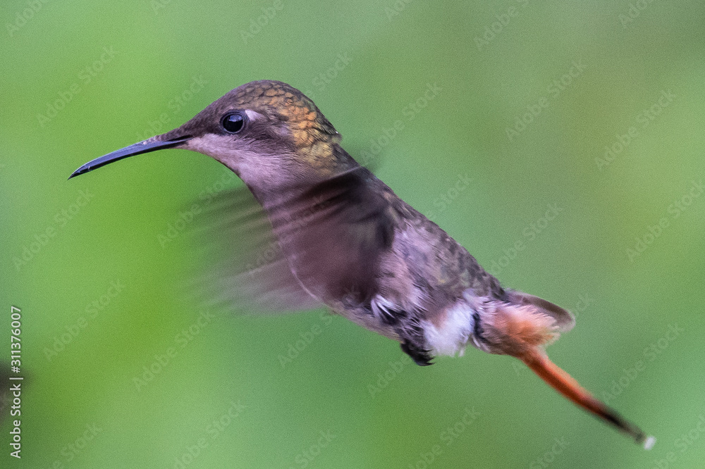 Fototapeta premium Hummingbird(Trochilidae)Flying gems ecuador costa rica panama