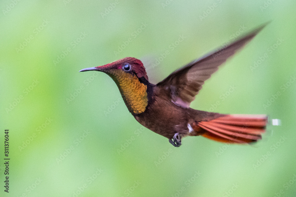 Fototapeta premium Hummingbird(Trochilidae)Flying gems ecuador costa rica panama