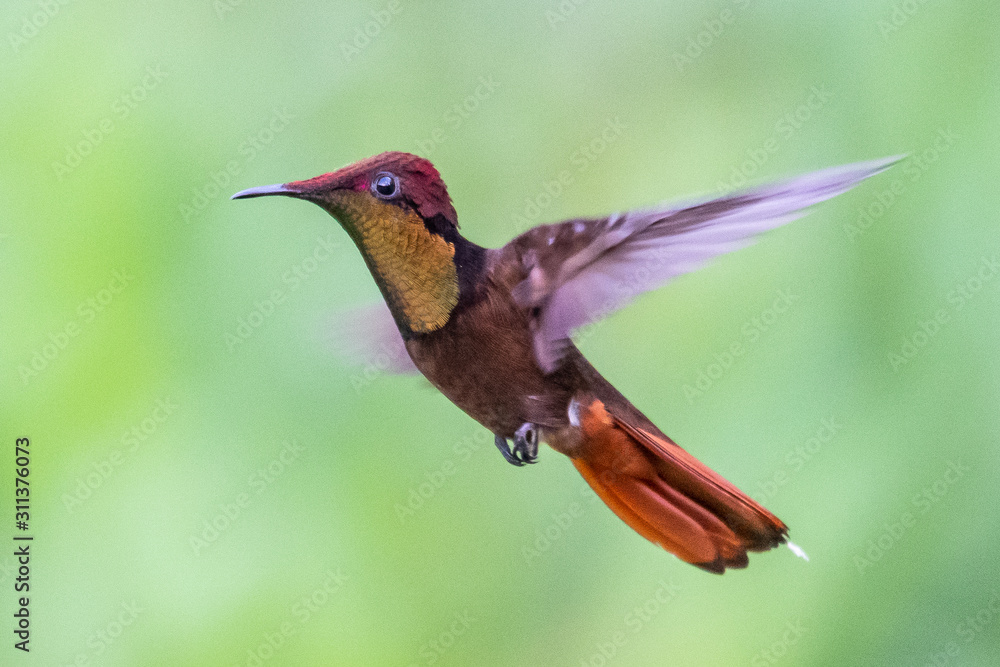 Fototapeta premium Hummingbird(Trochilidae)Flying gems ecuador costa rica panama