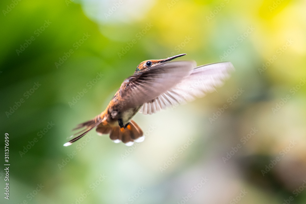 Fototapeta premium Hummingbird(Trochilidae)Flying gems ecuador costa rica panama