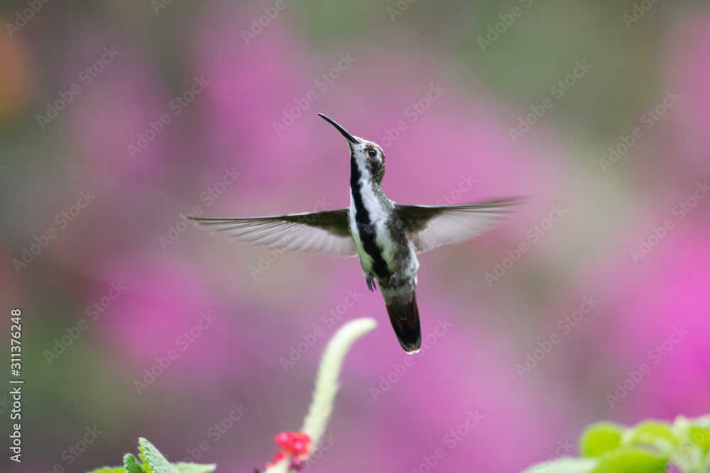 Fototapeta premium Hummingbird(Trochilidae)Flying gems ecuador costa rica panama