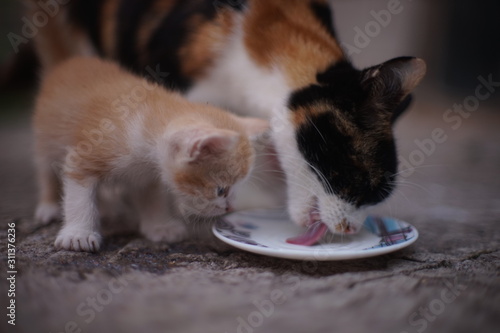 Maneki neko cat and ginger kitten eating milk from a ceramic saucer on a stone floor.