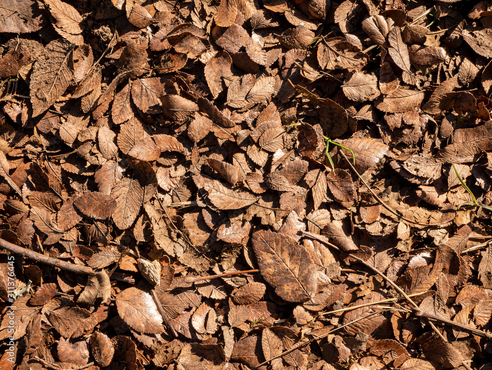 Forest Floor Copper Leaves Background Texture Forest Floor Copper Leaves Background Texture