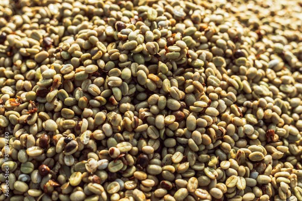 Coffee beans are drying at coffee farm.. Coffee beans are drying at coffee farm..