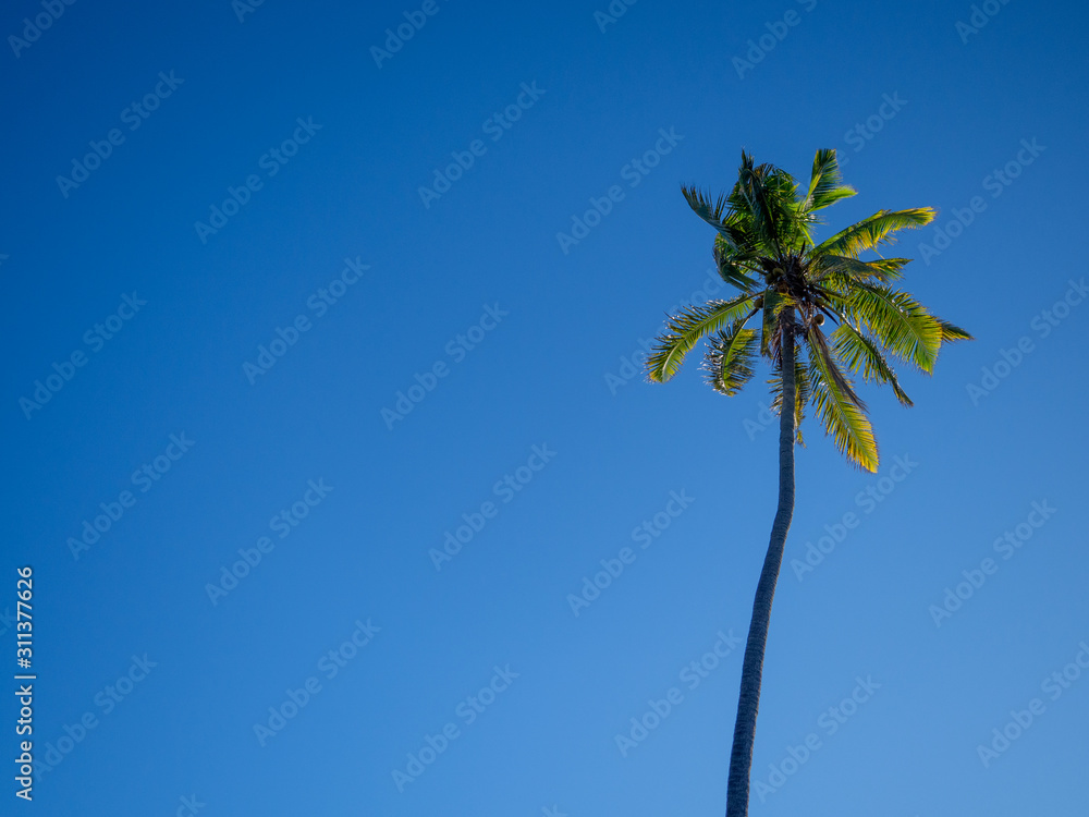 Fototapeta premium palm tree against blue sky with clouds