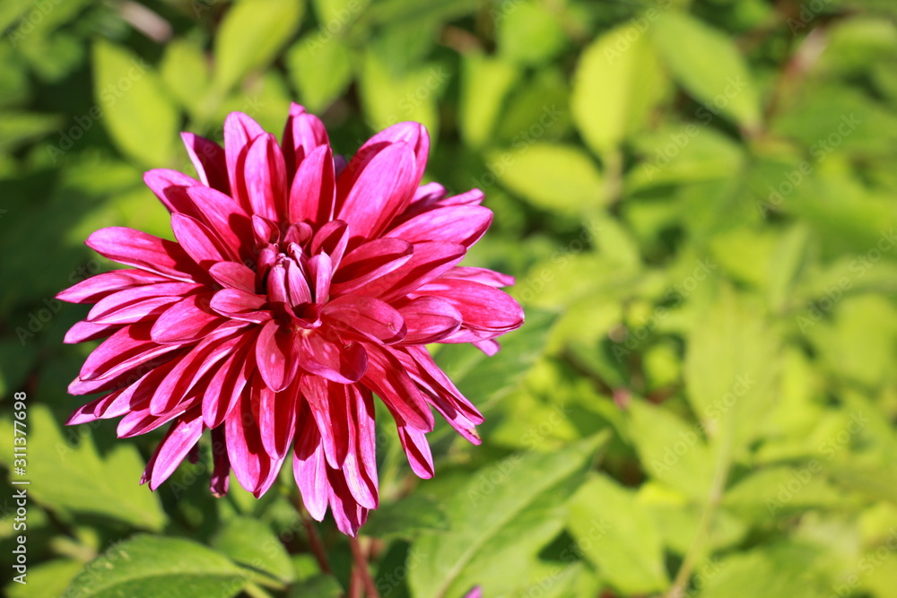 Fototapeta premium Dahlia flowers in the garden