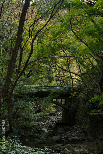 山林に流れる小川と橋