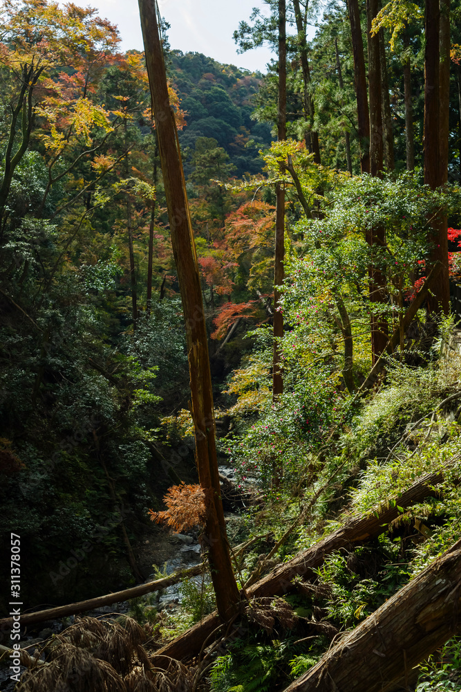 大阪箕面・倒木のある秋の箕面川の風景