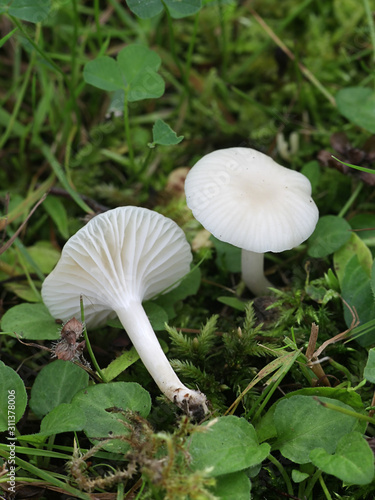 Cuphophyllus virgineus, known as the snowy waxcap, wild mushroom from Finlands