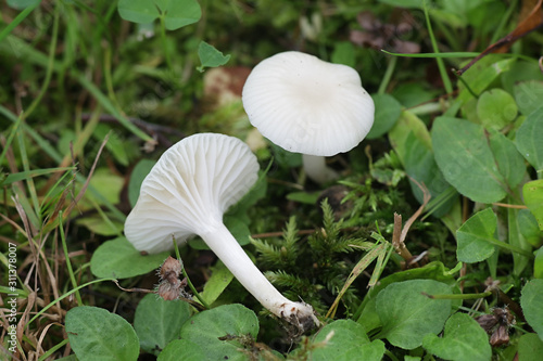 Cuphophyllus virgineus, known as the snowy waxcap, wild mushroom from Finlands