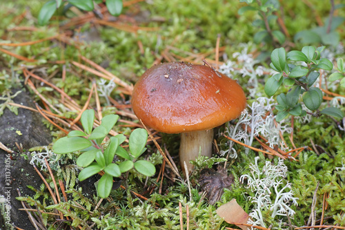 Cortinarius mucosus, known as the orange webcap or the slimy cortinarius, wild mushrooms from Finland