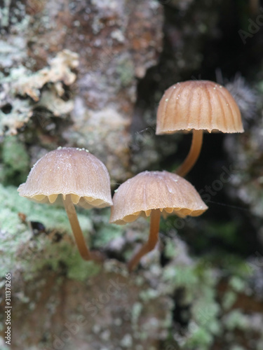 Mycena meliigena, a bonnet mushroom growing on oak trunk