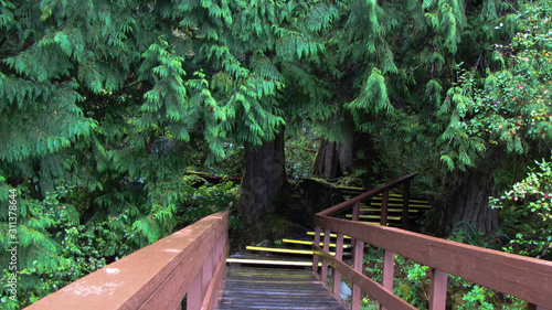 Path to Enchanting Rainforest