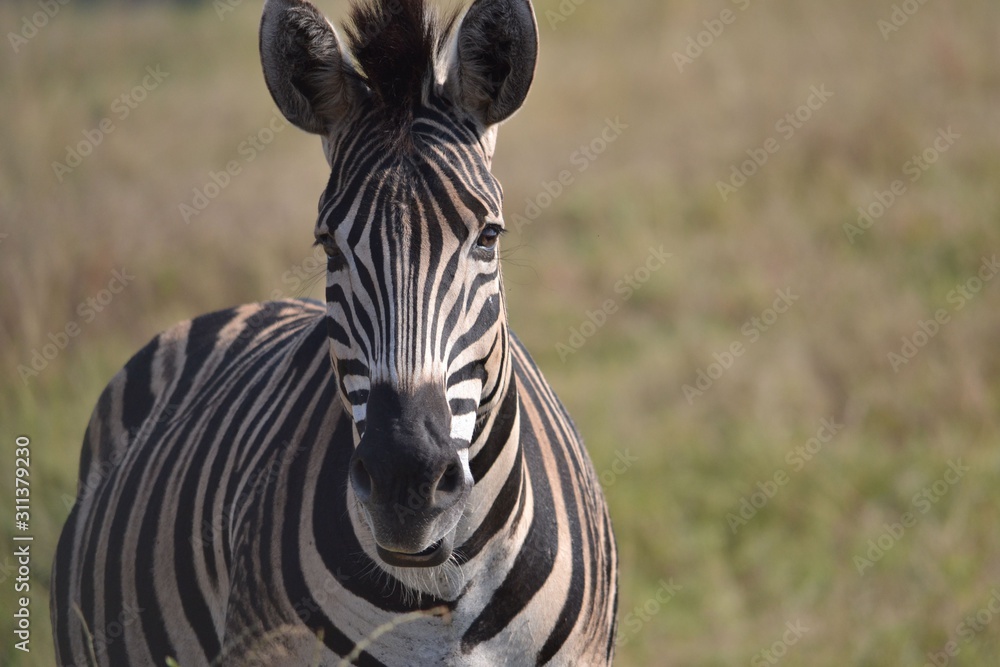 Naklejka premium zebra in Africa