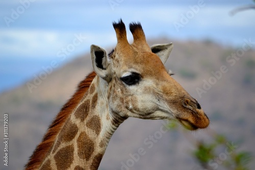 giraffe in Africa