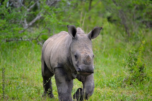 baby rhino in Africa