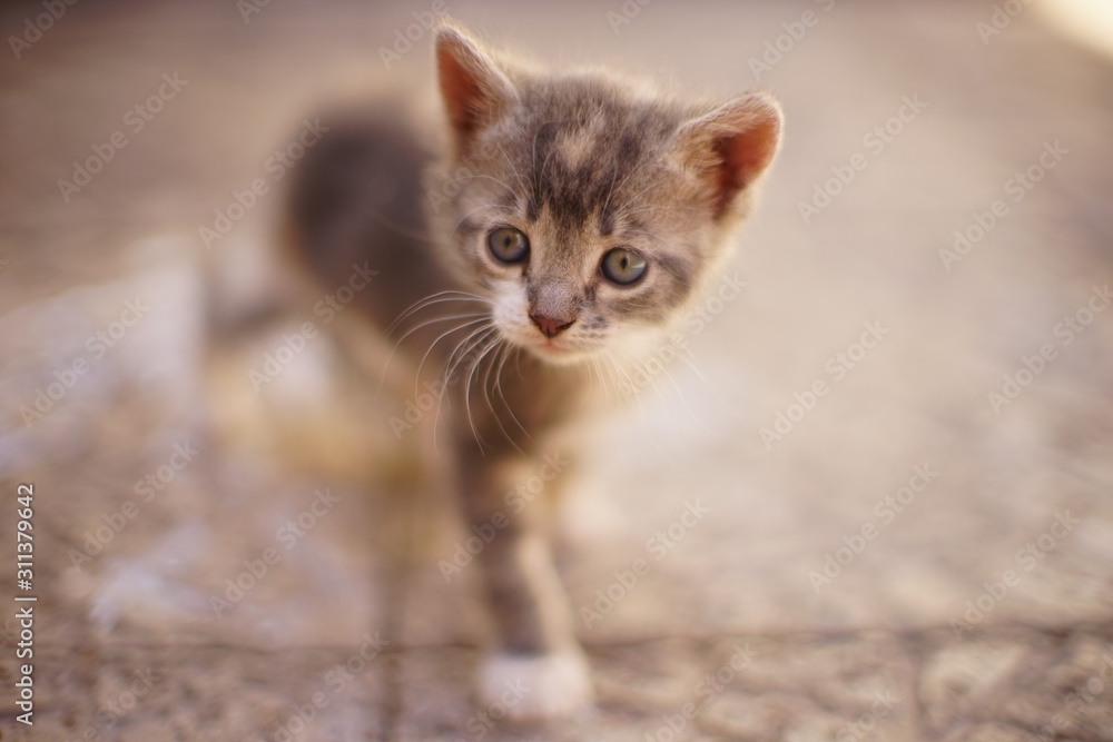 Lovely kitten walk on a stone floor, beautiful portrait of a cute little kitty, cute pet. Lovely kitten walk on a stone floor, beautiful portrait of a cute little kitty, cute pet.