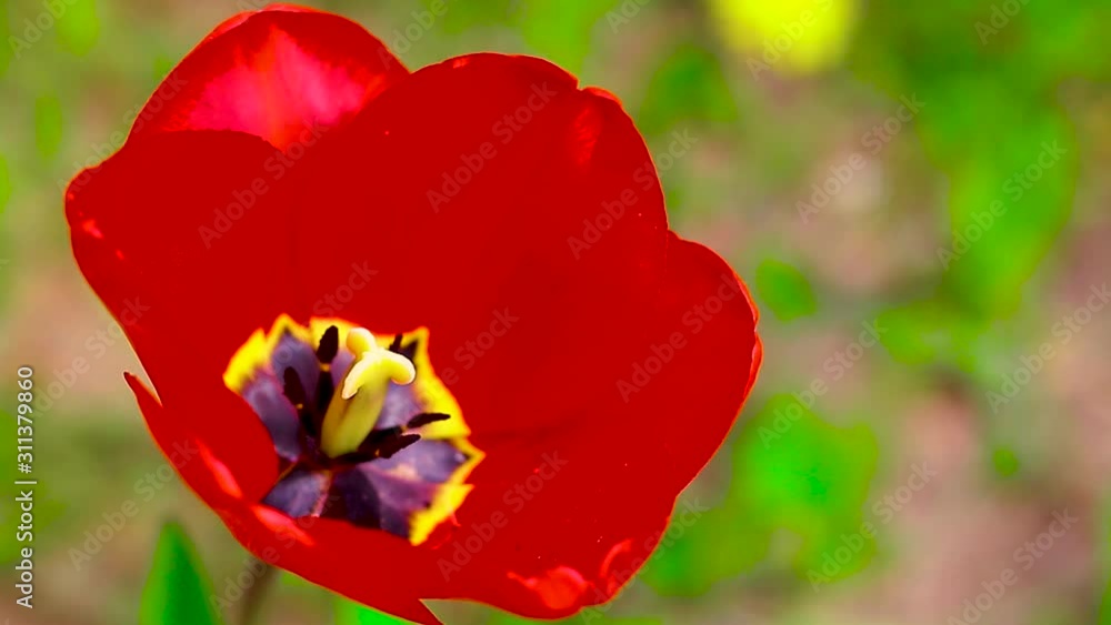 A tulip in the garden, a lovely tulip in the breeze