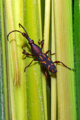 Beetle photographed in Linhares, Espirito Santo. Southeast of Brazil. Atlantic Forest Biome. Picture made in 2014.