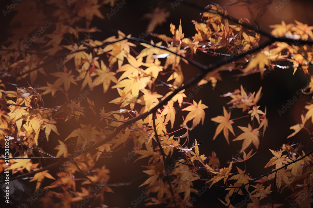Autumnal landscape of Suizawa maple valley in the Mie Prefecture of Japan Autumnal landscape of Suizawa maple valley in the Mie Prefecture of Japan