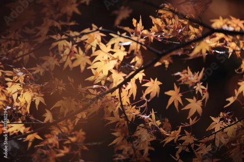 Autumnal landscape of Suizawa maple valley in the Mie Prefecture of Japan