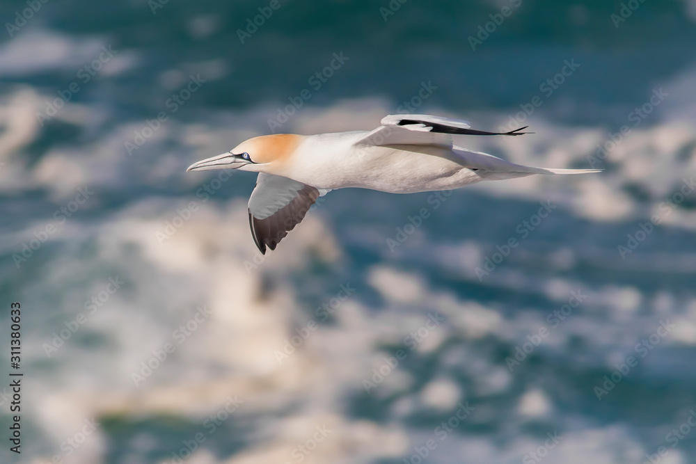 Obraz premium gannet over the sea