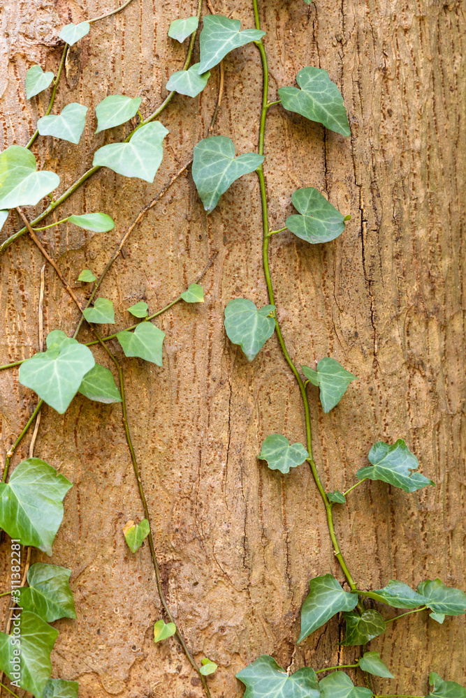green leaf and tree background green leaf and tree background