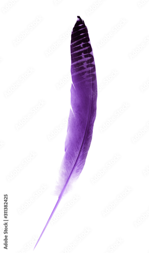 Beautiful color feather isolated on white background Beautiful color feather isolated on white background