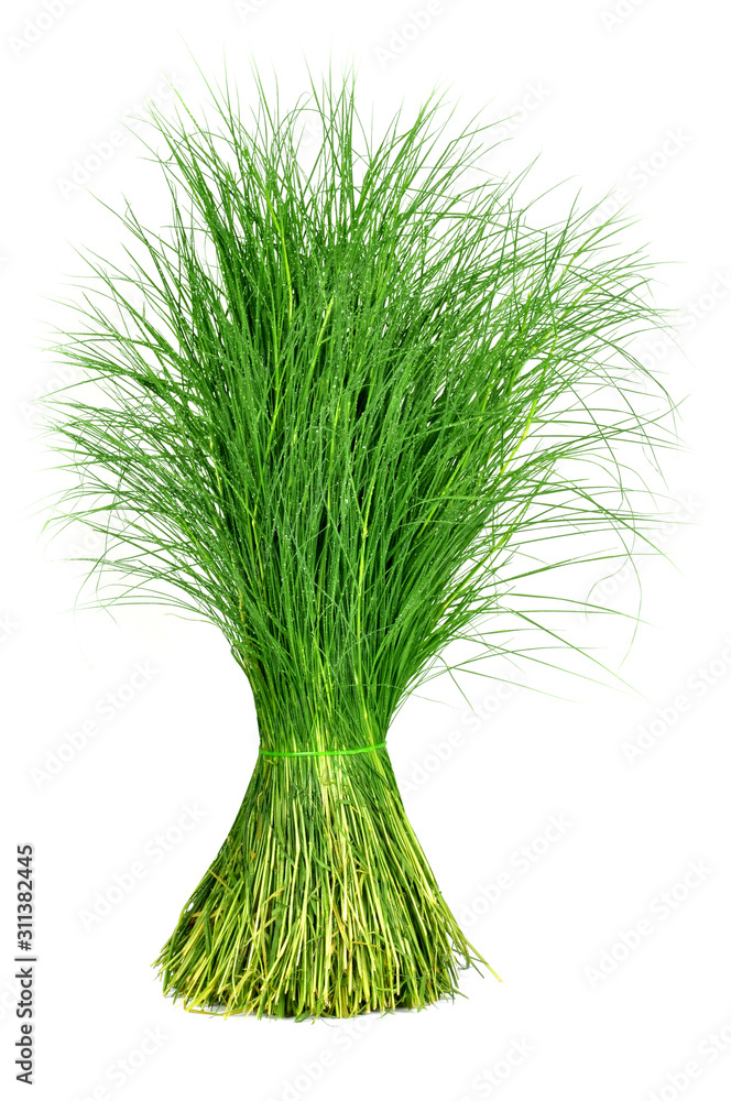 Fototapeta premium green grass