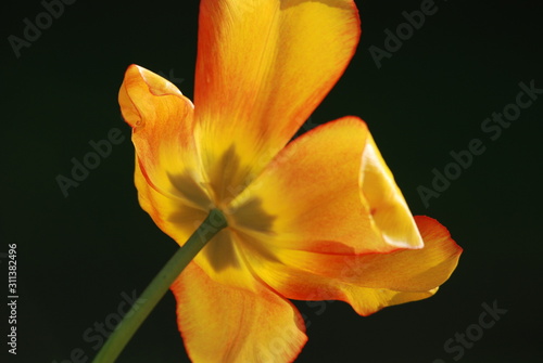 Close up of a yellow tulip backlit with black background