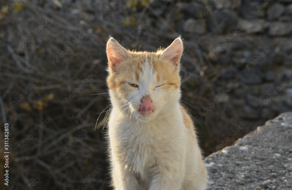 portrait of a cat in the garden