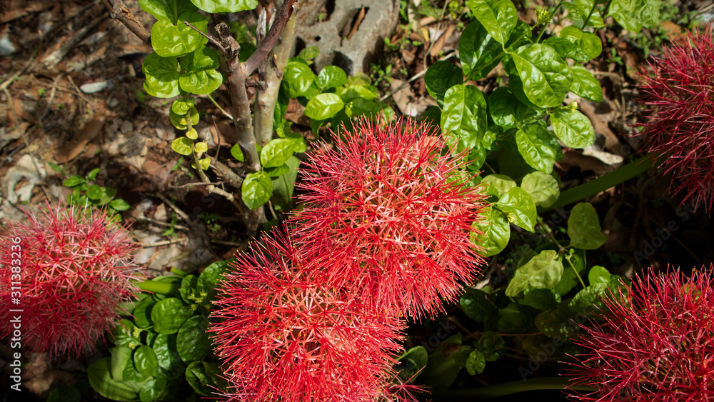 Haemanthus multiflorus flower, one of the flowers that grows only in December with a beautiful red color Haemanthus multiflorus flower, one of the flowers that grows only in December with a beautiful red color