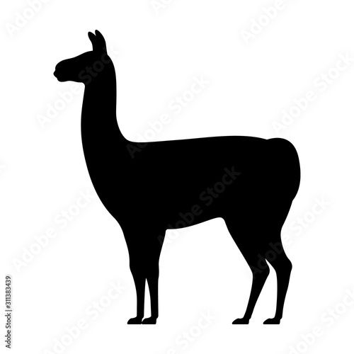 Llama silhouette isolated on white