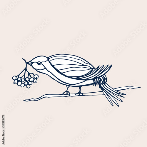Hand drawn decorative bird isolated on white. A bird sits on a branch and holds rowan berries in its beak. Vector illustration with cute bird for cards, design, fabric, textile, coloring book.