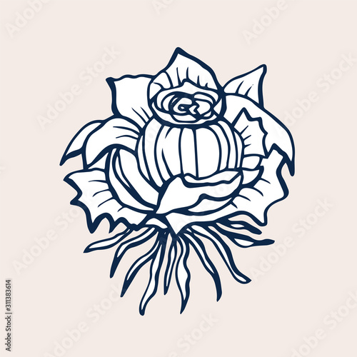 Cute Rose isolated on light background. Hand drawn flower of Rose. Vector illustration isolated on white background for decor your cards, embroideries, banners, labels, prints ets.