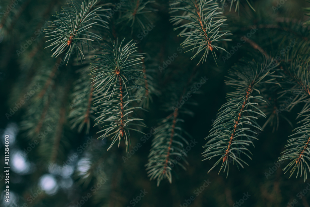 Fluffy branches of a spruce or fir-tree. Christmas wallpaper or postcard concept.