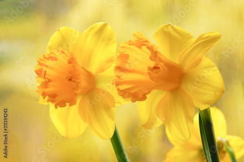 Fototapeta Naklejka Na Ścianę i Meble -  Close up of yellow daffodils in the garden. Springtime flower