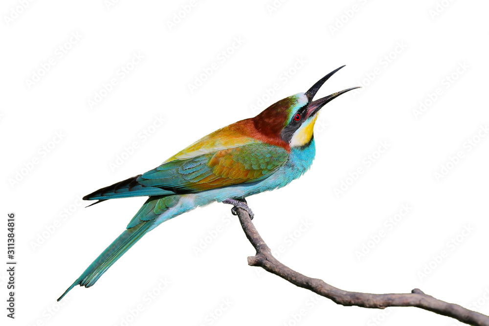 Fototapeta premium Unusual photo of an european bee eater with open beak isolated on white background
