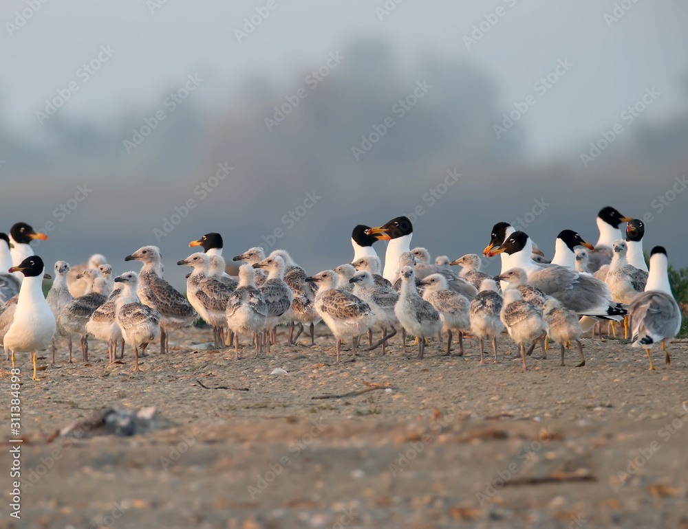 Large colony of palla's gulls with chicks Large colony of palla's gulls with chicks