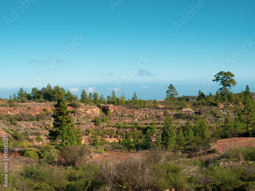 canary volcanic landscape with pinus canariensis tree